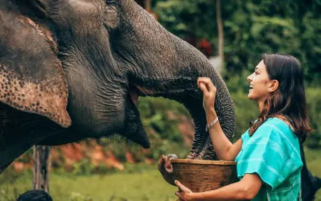 Elephant Riding in the Phuket Jungle