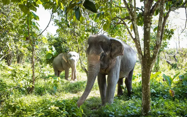 Phuket Elephant Sanctuary Visit with Hotel Pickup