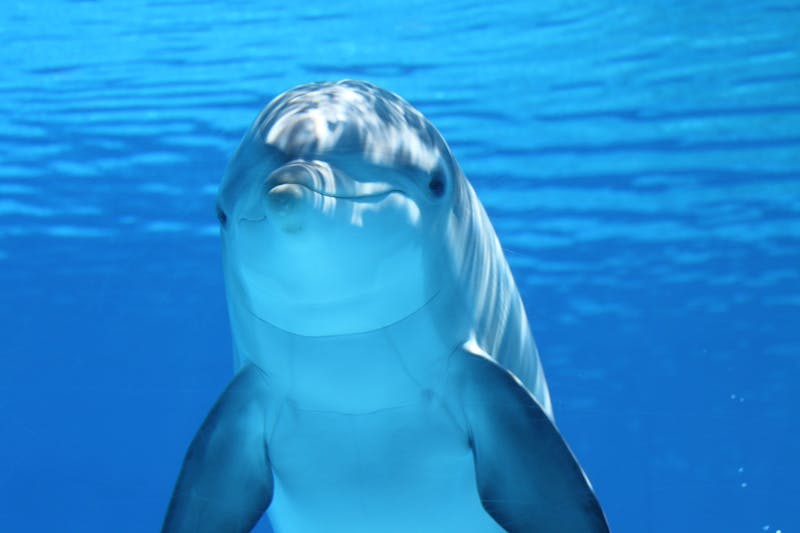 Nemo Dolphinarium