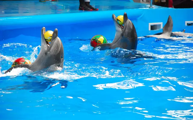 Nemo Dolphinarium Phuket: Dolphin Show & Swim with Dolphins