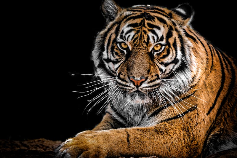 Tiger Park